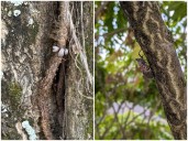 Spotted Lanternfly Detected in East Tennessee