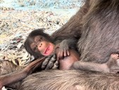 LA Zoo Welcomes Two Baby Girls to Chimpanzee Troop