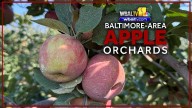 Where to pick your own apples in the Baltimore area