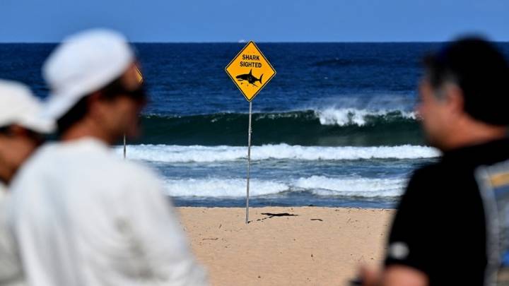 Australia: murió un surfista por el ataque de un tiburón en una playa de Sidney