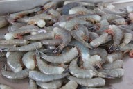 Informa Conapesca fechas de levantamiento de veda de camarón en México