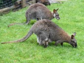 A wandering wallaby is on the loose in Berlin, police say