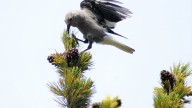 Whitebark Pine Faces 80% Decline in Current Habitat by 2050: What That Means For Bears, Birds, Farmers, and Ranchers