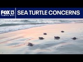 Sea turtles struggling to reach Gulf after hurricane damage on Anna Maria Island