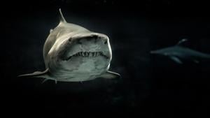 Report reveals critically endangered sharks being sold in grocery stores