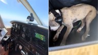California Family Finds Their Perfect Pup And Brings Her Home In The Most Touching Way