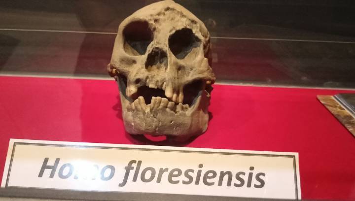 We May Finally Know Why The "Hobbit" Homo Floresiensis Evolved To Be So Small