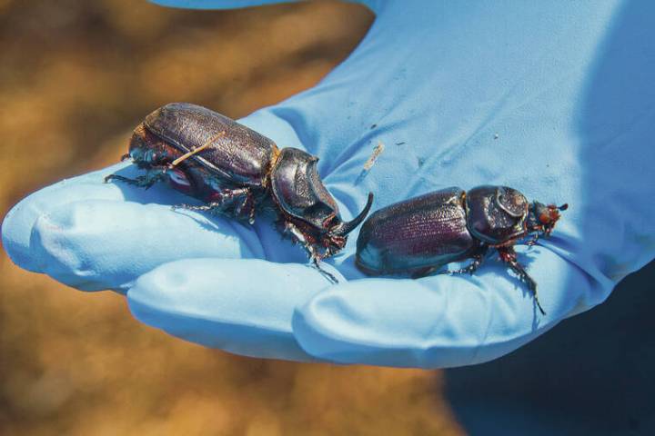 State OKs interim rule to protect Molokai from invasive beetles