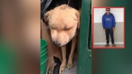 Perro sufre inflamación severa tras ser golpeado durante días por hombre en situación de calle: ya lo rescataron