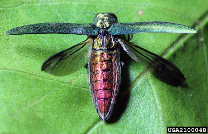 ‘A matter of time’: Invasive emerald ash borer likely on its way to Clark County