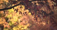 Honeysuckle Hill Farm Fall Festival kicks off week 1 of family fun