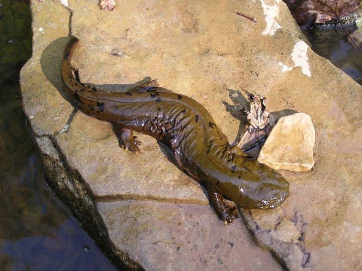 Visitors to the Smokies told to stop moving rocks after hellbender found crushed