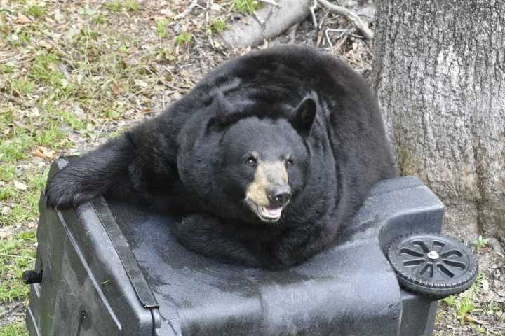 Animal rights group's lawsuit challenges Florida bear hunt