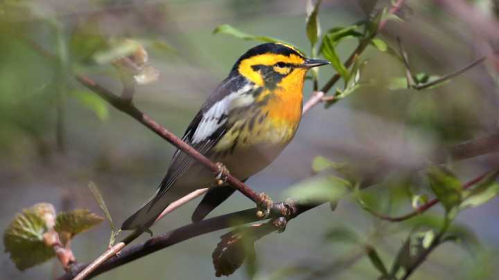Birds migrating over Michigan in 2025