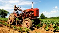 Trump repartirá los ingresos de sus aranceles a los agricultores de EU