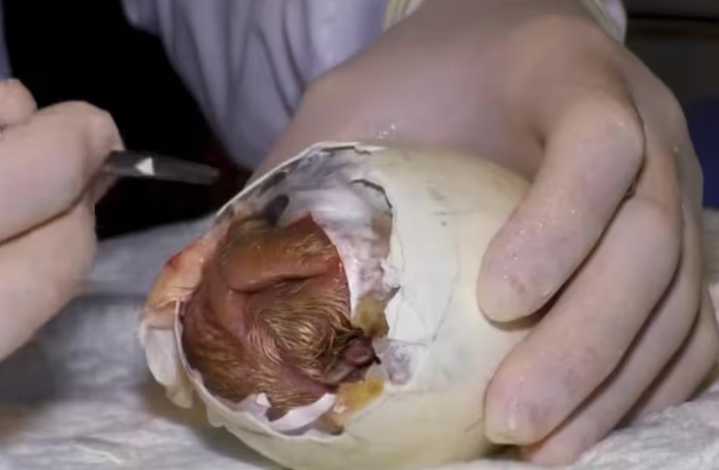 Un nuevo cóndor de los Andes nace en Colombia gracias a incubación artificial