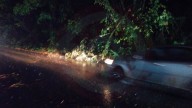 Por intensas lluvias árbol cayó y bloqueó carretera en Zacatipán