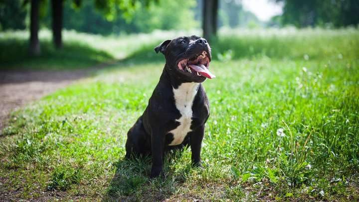 Staffy Bull Pit: Transforming a Bad Rap Into a Loving Fur Baby