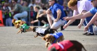 Wiener dog races set for Sunday at Batavia Downs