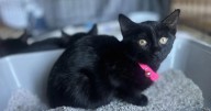 Kittens discovered in Saratoga Springs readying for adoption
