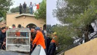 Rescatan a Oso tras Permanecer 36 Horas en lo Alto de un Pino en Agua Prieta