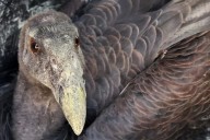 Liberan en San Pedro Mártir, dos polluelos de cóndor nacidos en México