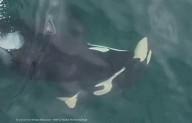 Orca pushes another dead calf through Salish Sea in WA