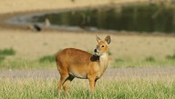Meet The Vampire Deer: Spooky, Secretive, Blood-Sucking – Or Just Misunderstood?