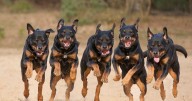 Pensioner fighting for life after being mauled by her seven pet Rottweilers
