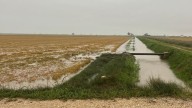 Las lluvias torrenciales ponen en jaque la cosecha de 30 millones de kilos de arroz en el Delta de l'Ebre