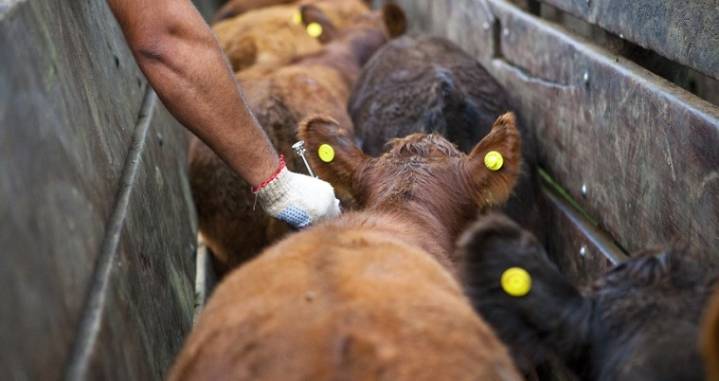 Ya no se vacunará contra la aftosa a las vaquillonas, novillos y novillitos desde la segunda campaña de 2026