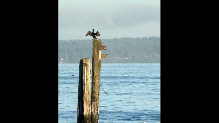 Wildfire smoke alert issued Wednesday for Puget Sound region