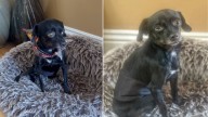 California Rescue Pup Breaks Down In Tears After Arriving At Foster Home, And The Reason Is Gut
