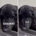 Comunidad exige justicia por brutal ataque contra perrita en Usaquén