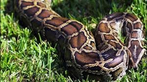 J&K: 55-Kg Python Captured in Rajouri Forest