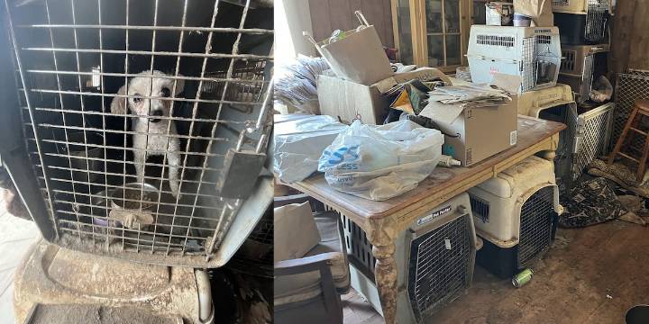 49 animals seized from suspected puppy mill in Deschutes County