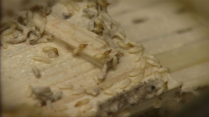 America’s most termite-infested city is in Florida, ranking reveals