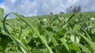 ¿Cómo sembrar praderas rentables con Grass Go? Consejos prácticos