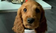 Bailey the support dog ‘freed’ from Northern Irish prison after safety concerns