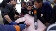 Endangered pink river dolphins face a rising mercury threat in the Amazon