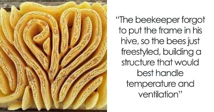 People Are Sharing Their Unexpected Trypophobia Moments, And Here Are 30 Pics That Creeped Them Out