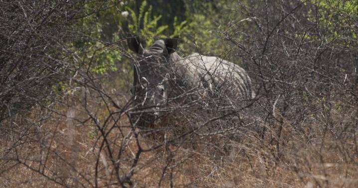 South Africa marks World Rhino Day as poaching slows but one still killed daily