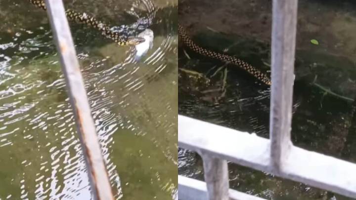 Even Snakes In Kolkata Like Fish, And This Video Of Waterlogged Street Amid Durga Puja Buzz Is Proof