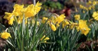 Gardeners can make daffodils flower all Spring by doing one thing in October