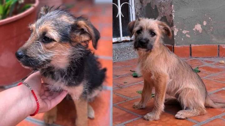 Cuatro cachorritas buscan un hogar responsable y una familia que las cuide