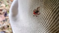 How To Identify Tick Nests Inside Your Home And Outside (And What To Do Next)