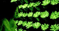 Chinese Scientists Create Bright, Multi-Colored Glowing Plants