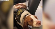 Kootenai County therapy dog Rocket receives special recognition