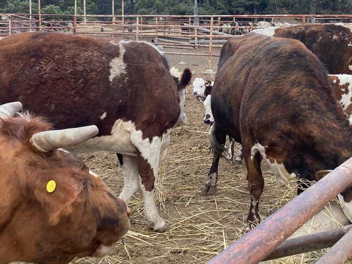 Prende la alarma el nuevo caso de gusano barrenador: UGRD