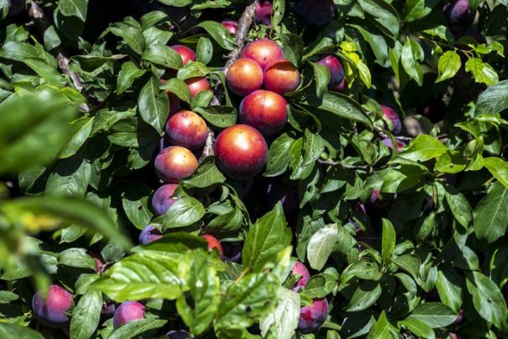 La Generalitat inicia tratamientos colectivos contra la mosca de la fruta en cítricos